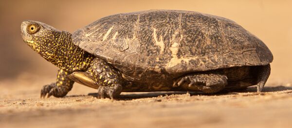 Rùa đầm lầy châu Âu (Emys orbicularis) - Sputnik Việt Nam