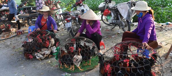 Những người phụ nữ đang bán gà ở chợ quê ngoại ô Hà Nội, Việt Nam Những người phụ nữ đang bán gà ở chợ quê ngoại ô Hà Nội, Việt Nam - Sputnik Việt Nam