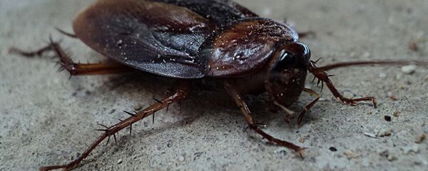 con gián con gián - Sputnik Việt Nam