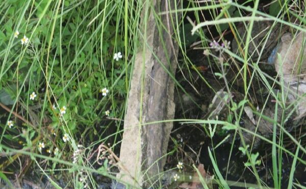 Thanh giằng bê tông cốt thép nhưng khi bị vỡ lại lộ ra cốt cây tại hệ thống kênh mương S8 ở xã Phước Quang, huyện Tuy Phước - Sputnik Việt Nam