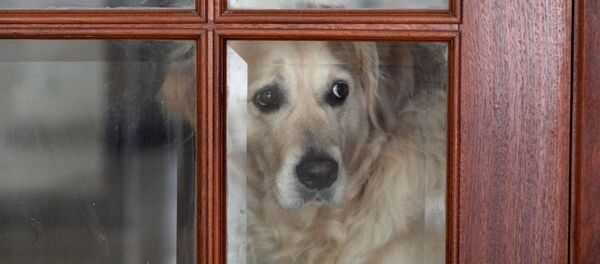 Пес за закрытой дверью - Sputnik Việt Nam