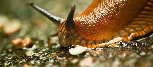 Садовый слизень - Sputnik Việt Nam