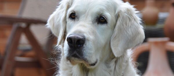 Con chó - Sputnik Việt Nam