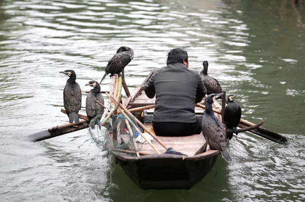 Ngư dân với các con chim được huấn luyện bắt cá trên sông Wuzhen, Trung Quốc Ngư dân với các con chim được huấn luyện bắt cá trên sông Wuzhen, Trung Quốc - Sputnik Việt Nam
