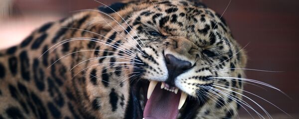 con báo con báo - Sputnik Việt Nam