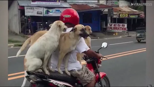 Ba con chó cưỡi xe máy đi chơi ở Philippines
