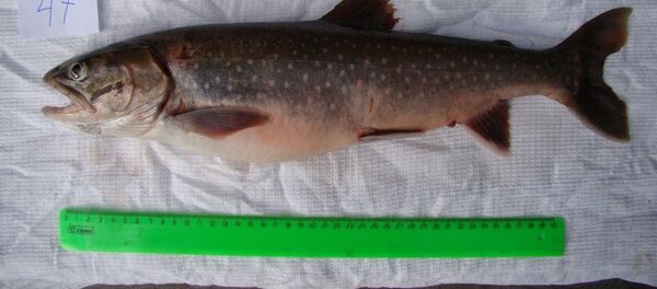 cá hồi Boganid - Sputnik Việt Nam