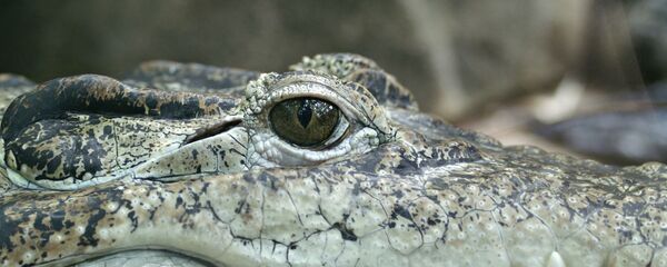 cá sấu cá sấu - Sputnik Việt Nam