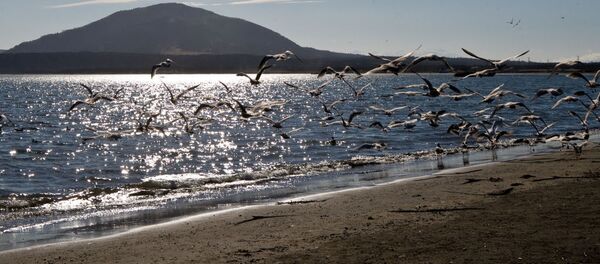 Hải âu trên đảo Kunashir, vịnh Nam Kuril - Sputnik Việt Nam