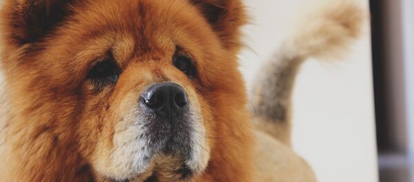 Con chó chow-chow - Sputnik Việt Nam