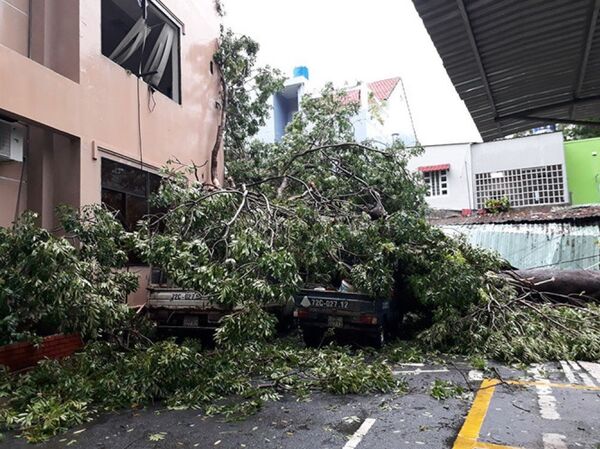 Hàng loạt cây xanh ngã đổ tại TP.Vũng Tàu - Sputnik Việt Nam