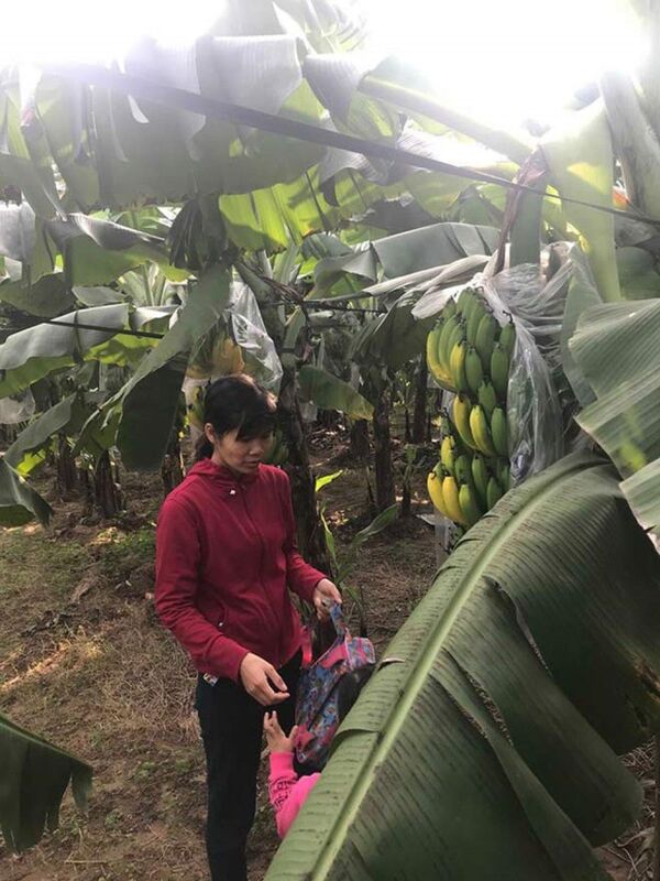 Đối tượng đầu độc 2.000 buồng chuối ở HN có thể đối diện mức án tới 20 năm tù Đối tượng đầu độc 2.000 buồng chuối ở HN có thể đối diện mức án tới 20 năm tù - Sputnik Việt Nam