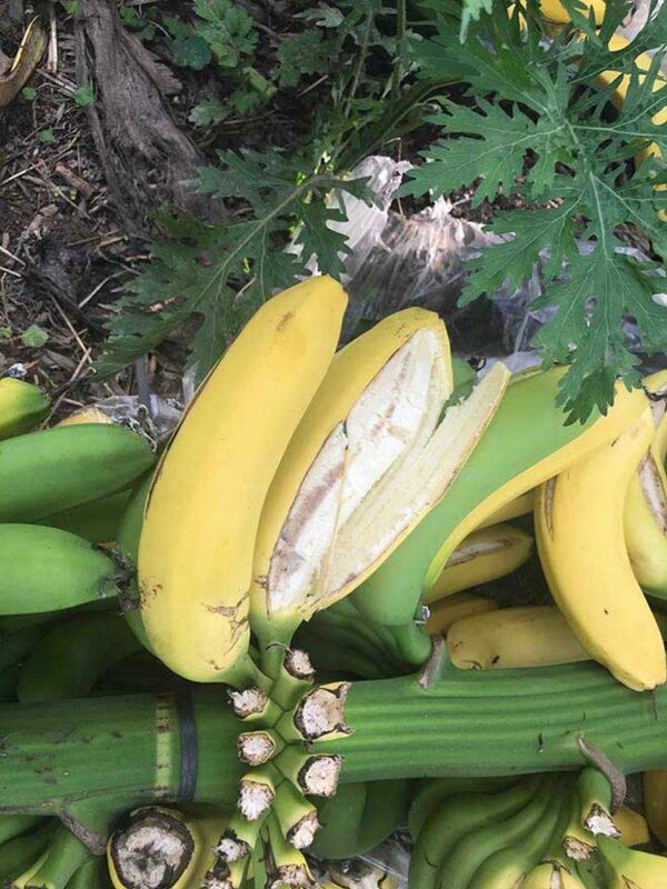 Đối tượng đầu độc 2.000 buồng chuối ở HN có thể đối diện mức án tới 20 năm tù Đối tượng đầu độc 2.000 buồng chuối ở HN có thể đối diện mức án tới 20 năm tù - Sputnik Việt Nam