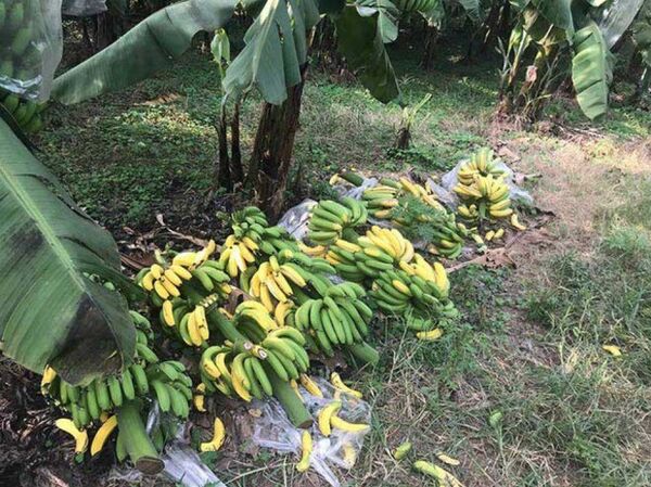 Đối tượng đầu độc 2.000 buồng chuối ở HN có thể đối diện mức án tới 20 năm tù Đối tượng đầu độc 2.000 buồng chuối ở HN có thể đối diện mức án tới 20 năm tù - Sputnik Việt Nam