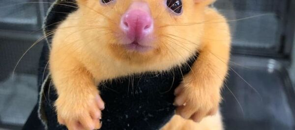 Pikachu the golden possum - Sputnik Việt Nam