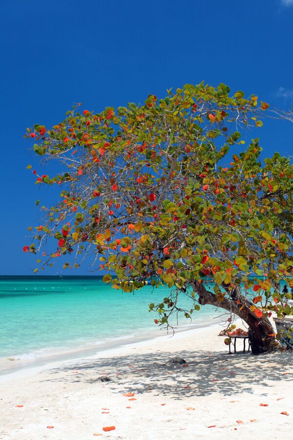 Bãi biển Seven Mile Beach ở Jamaica - Sputnik Việt Nam