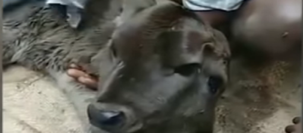 Khắp Ấn Độ kéo đến chiêm ngưỡng bê hai đầu: một đầu ăn, một đầu uống - Sputnik Việt Nam