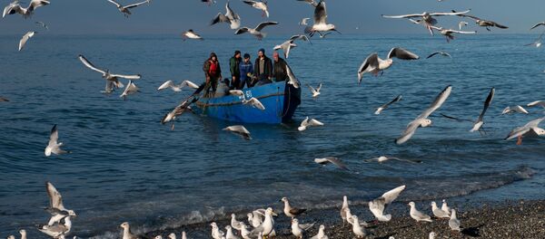 Рыбаки возвращаются после ловли рыбы в Черном море, Сочи - Sputnik Việt Nam