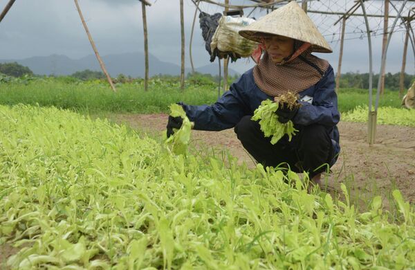 Người dân tại vùng rau Túy Loan, xã Hòa Phong, huyện Hòa Vang (Đà Nẵng), khôi phục sản xuất sau mưa.  - Sputnik Việt Nam