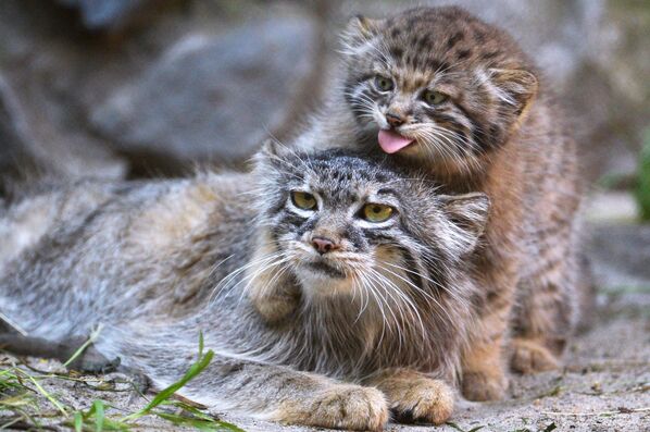 Mèo mẹ manul với mèo con tại Vườn bách thú Novosibirsk - Sputnik Việt Nam