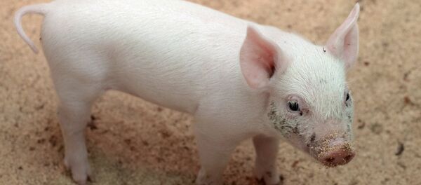 Một trong sáu lợn con được sinh ra từ lợn Rosa, lợn mẹ đã mang thai sau ca phẫu thuật vô sinh với sự giúp đỡ của robot-bác sĩ phẫu thuật độc đáo của Nga - Sputnik Việt Nam