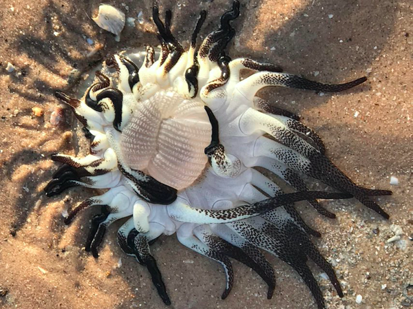 Sinh vật không ai biết là gì dạt vào bờ biển Broome, Úc  - Sputnik Việt Nam