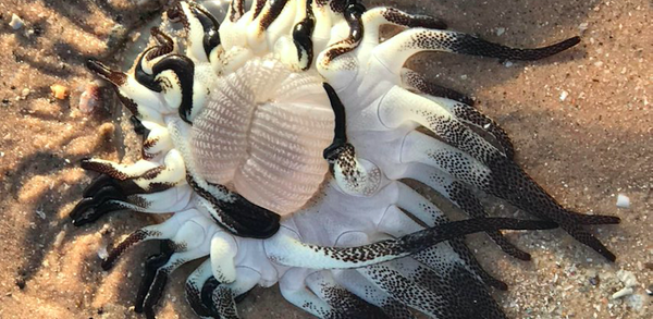 Sinh vật không ai biết là gì dạt vào bờ biển Broome, Úc - Sputnik Việt Nam