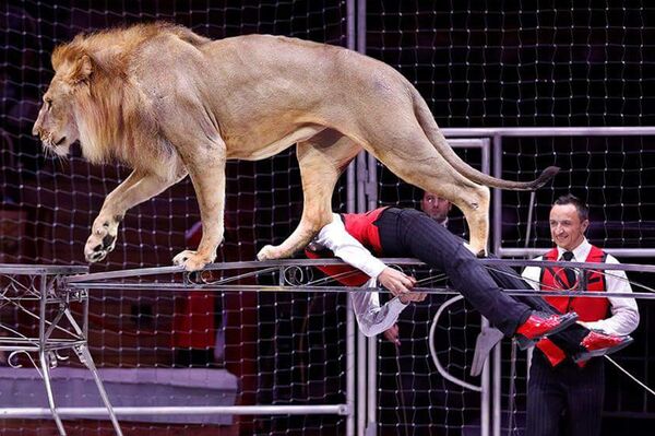 Nghệ sỹ dạy sư tử trẻ nhất thế giới Timur Goncharov - Sputnik Việt Nam