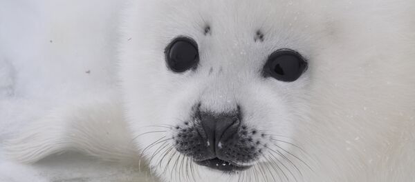 Детеныш гренландского тюленя - Sputnik Việt Nam