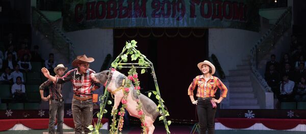 Tổ chức lễ hội Cây thông năm mới tại Hà Nội - Sputnik Việt Nam