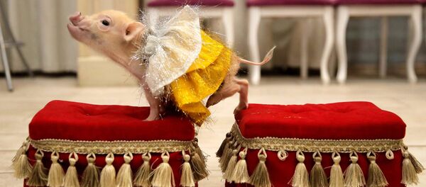 Chú heo mini trong buổi thuyết trình tại Balashikha, Liên bang Nga - Sputnik Việt Nam