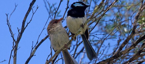 con chim con chim - Sputnik Việt Nam