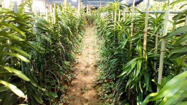 Vườn hoa phong lan của ông Lự, thôn Tiên Nộn, xã Phú Mậu, huyện Phú Vang, tỉnh Thừa Thiên-Huế - Sputnik Việt Nam