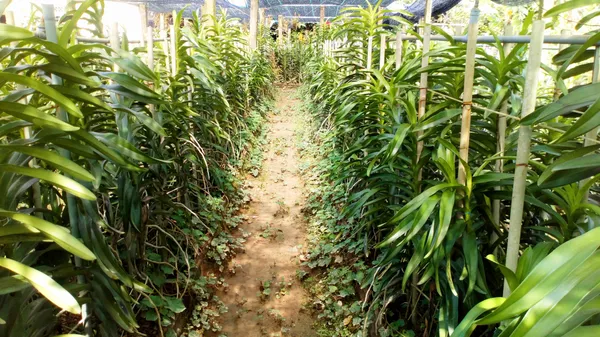 Vườn hoa phong lan của ông Lự, thôn Tiên Nộn, xã Phú Mậu, huyện Phú Vang, tỉnh Thừa Thiên-Huế Vườn hoa phong lan của ông Lự, thôn Tiên Nộn, xã Phú Mậu, huyện Phú Vang, tỉnh Thừa Thiên-Huế - Sputnik Việt Nam
