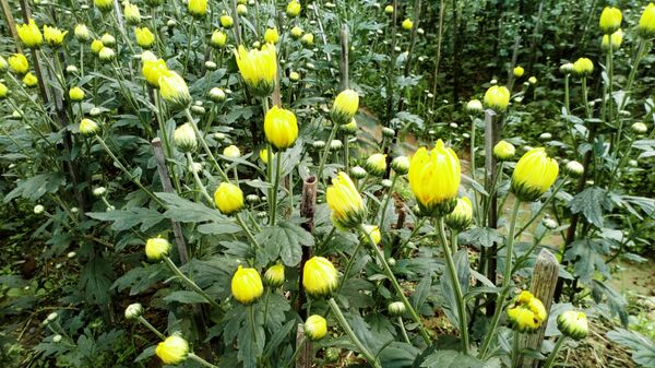 Hoa cúc ở vùng hoa Phú Mậu, huyện Phú Vang, Tỉnh Thừa Thiên-Huế đã bắt đầu chớm nở - 2 - Sputnik Việt Nam