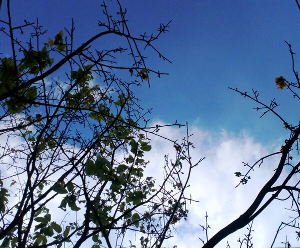 Mai vàng Huế dưới sắc trời - Sputnik Việt Nam