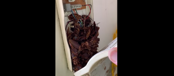 Kinh hãi clip về chuyện điện thoại biến thành nghĩa địa của những con gián khổng lồ Kinh hãi clip về chuyện điện thoại biến thành nghĩa địa của những con gián khổng lồ - Sputnik Việt Nam