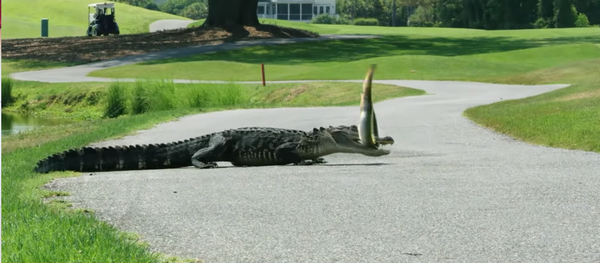 Cá chình trở thành miếng mồi khó nhằn đối với cá sấu (Video) - Sputnik Việt Nam