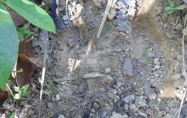 Dấu chân của cá thể nghi là bò tót tại Khu bảo tồn thiên nhiên Bắc Hướng Hóa. - Sputnik Việt Nam