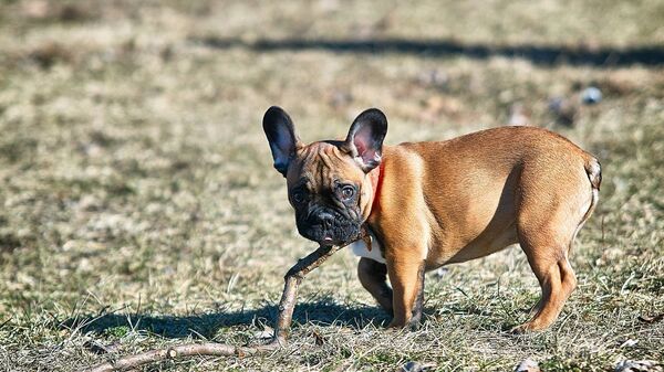 Con chó giống bulldog Pháp - Sputnik Việt Nam