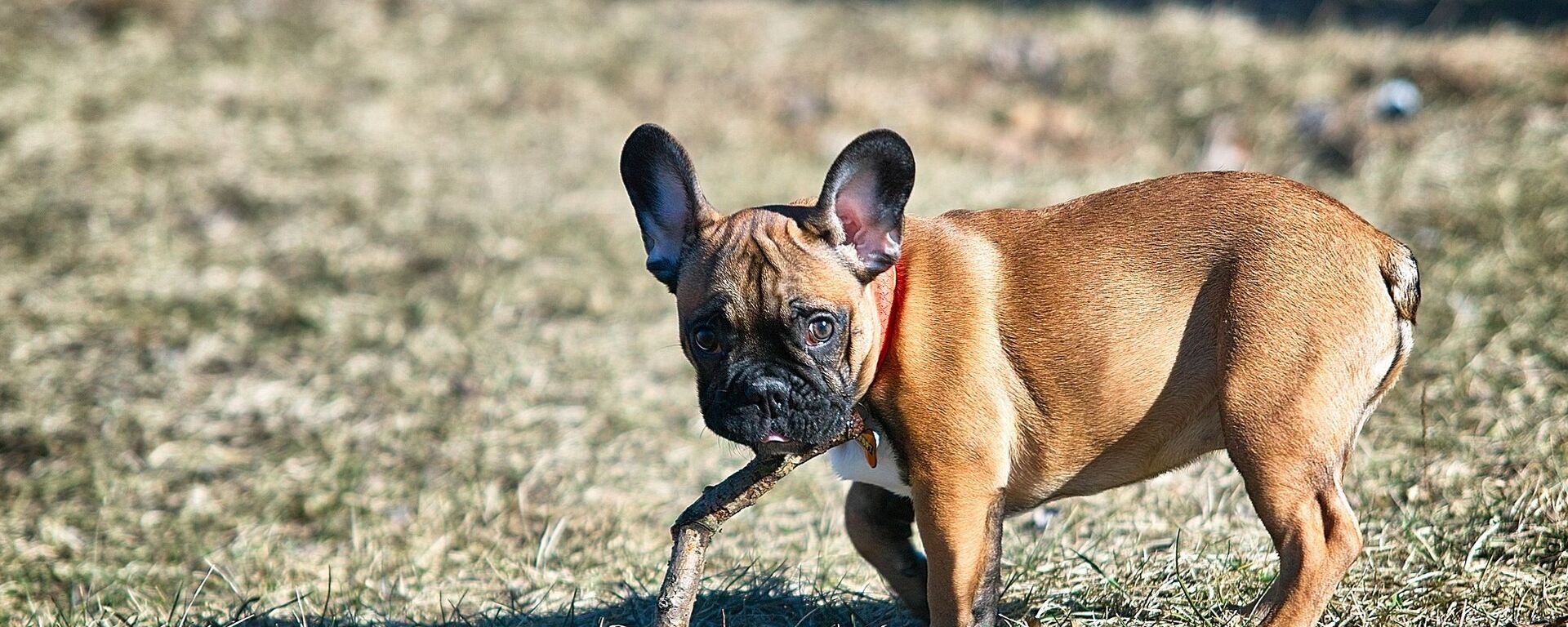  Con chó giống bulldog Pháp - Sputnik Việt Nam, 1920, 20.01.2022