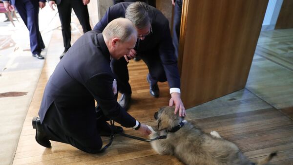 Tổng thống Serbia Alexander Vucic tặng người đồng cấp Nga Vladimir Putin con chó - Sputnik Việt Nam