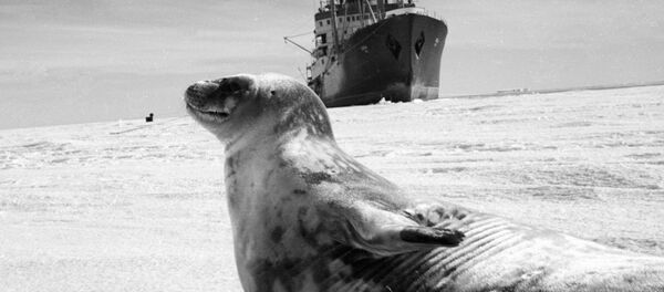 Hải cẩu trên cảnh nền tàu nghiên cứu ở Nam Cực - Sputnik Việt Nam