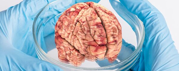 Não nhân tạo - Sputnik Việt Nam