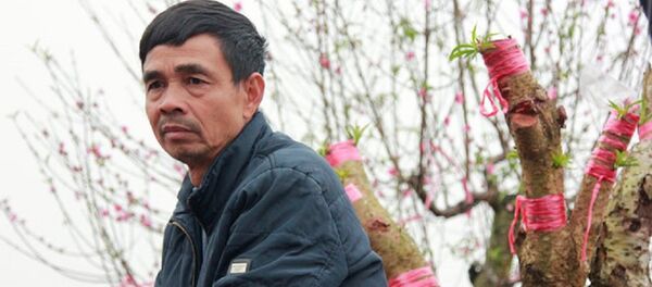 Khuôn mặt thất thần của Ông Nguyễn Văn Hào (50 tuổi) khi nhìn vườn đào chăm sóc nhiều năm bị phá hoại - Sputnik Việt Nam
