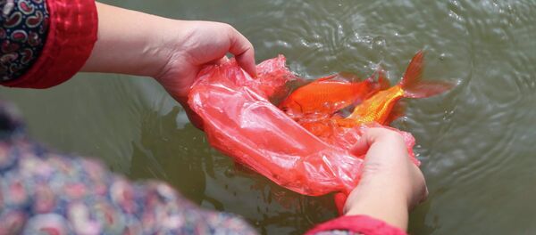 Người dân thủ đô thủ đô thả cá chép tại khu vực hồ Ngọc Khánh. - Sputnik Việt Nam