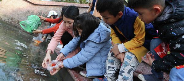 Cô giáo dạy các em học sinh thả cá chép đúng cách. - Sputnik Việt Nam