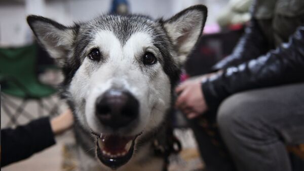 Сon chó Alaska Malamute - Sputnik Việt Nam