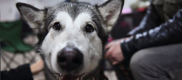 Сon chó Alaska Malamute Сon chó Alaska Malamute - Sputnik Việt Nam