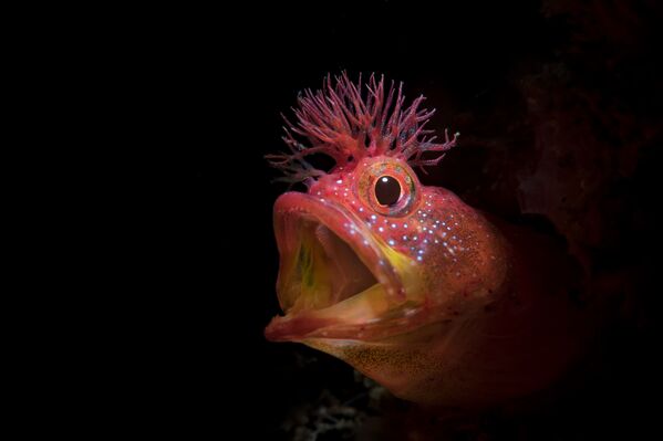 Cá Chaenopsid Blenny trong bức ảnh “Roar”, giải danh dự của cuộc thi ảnh Ocean Art lần thứ 7 - Sputnik Việt Nam